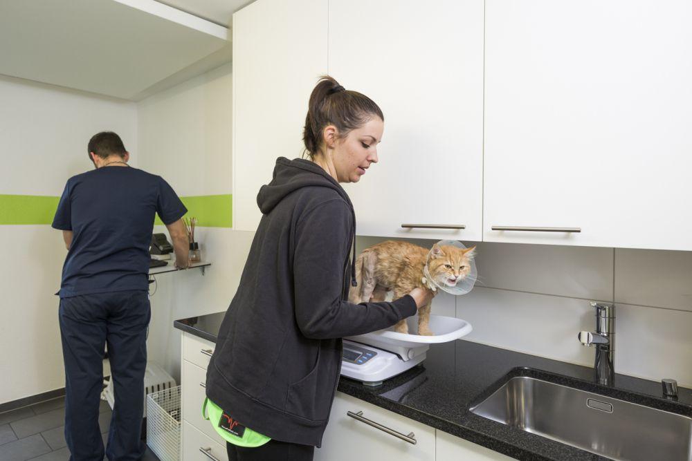 Schwangerschaft bei Katzen - Katze auf Waage