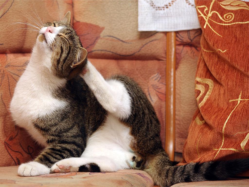 Katze kratzt sich wegen Floh oder Milbenbefall