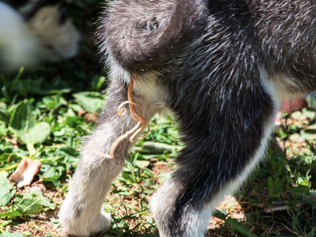 Bandwurm Befall bei einem Hund