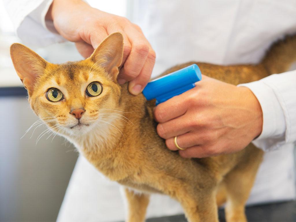 Eine Katze wird vom Tierarzt gechippt