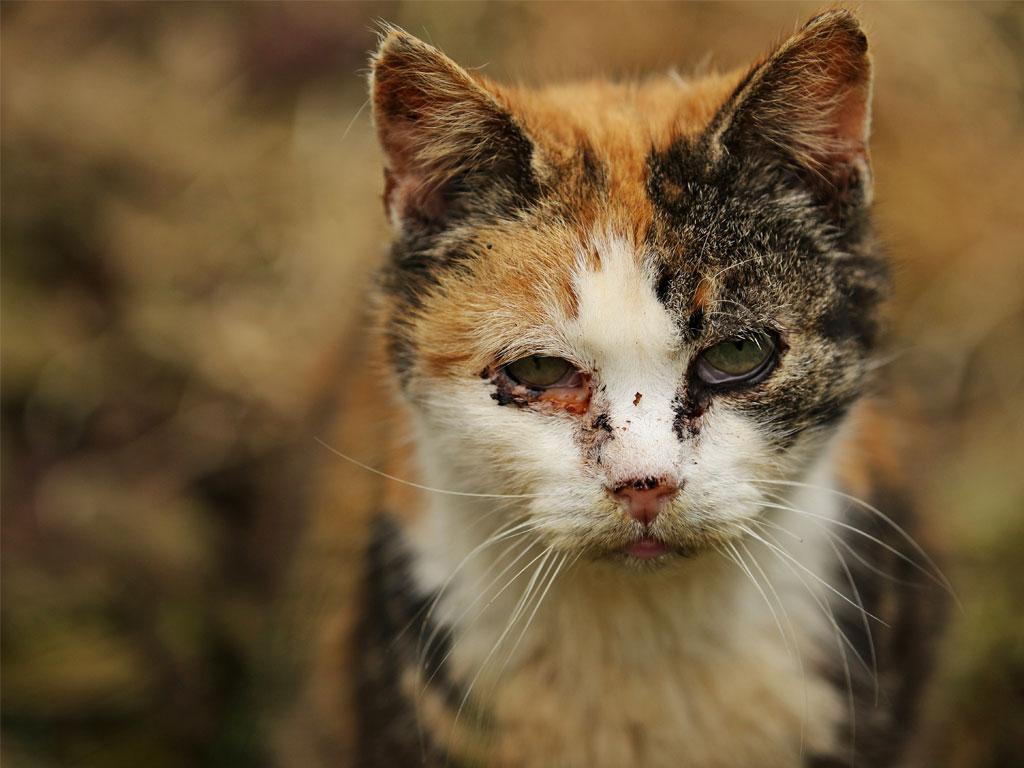 Dreifärber Katze mit Katzenschnupfen. Entzündetes, tränende Augen und tropfende Nase
