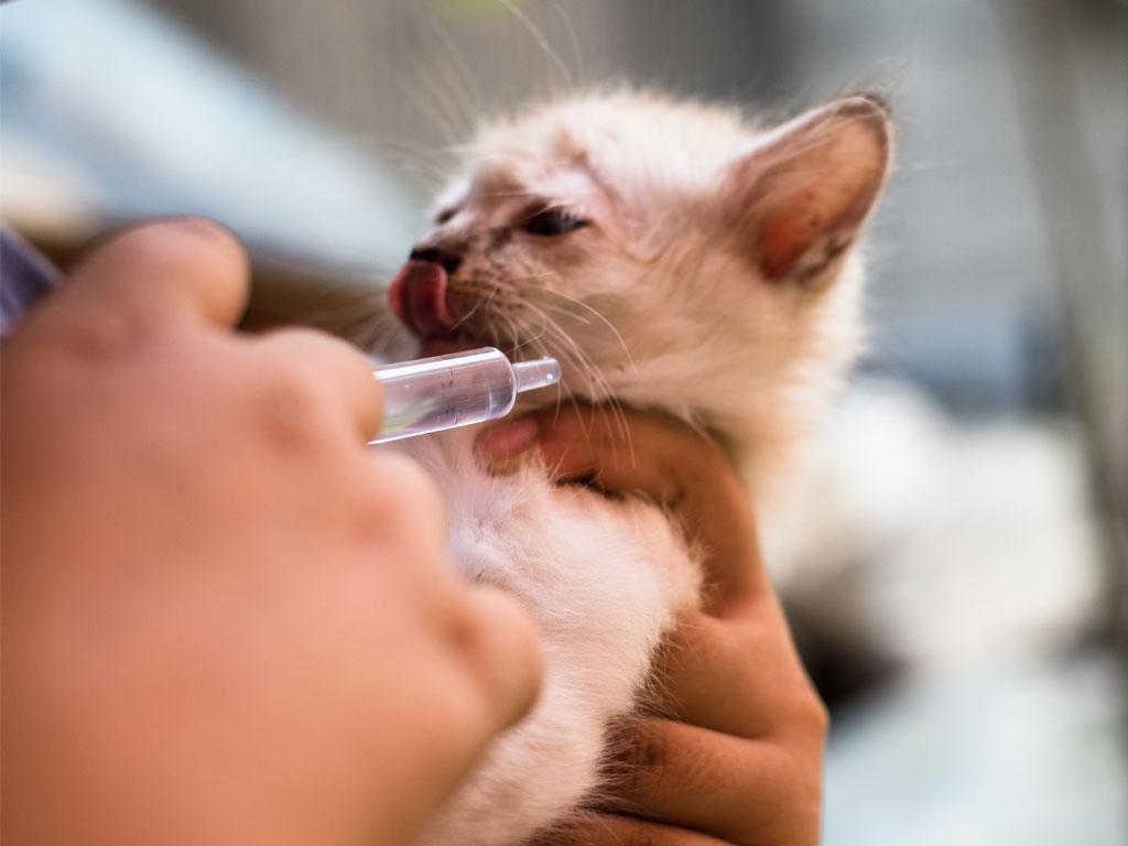 Katzenbaby wird geimpft