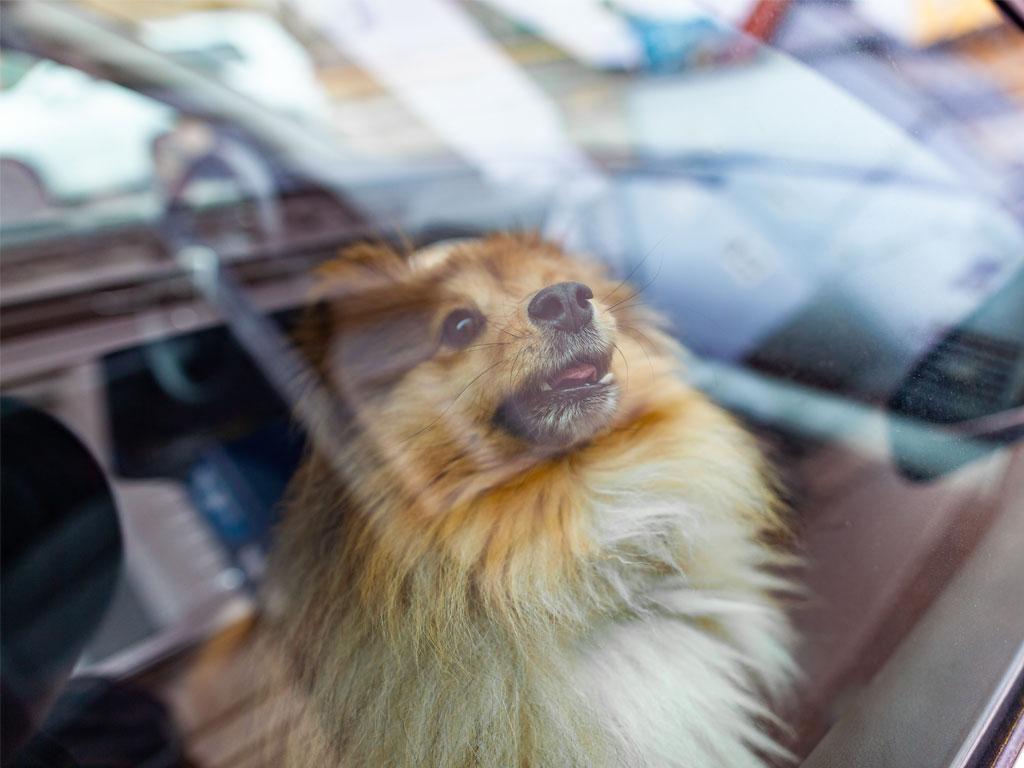 Hund hechelt im heissen Auto