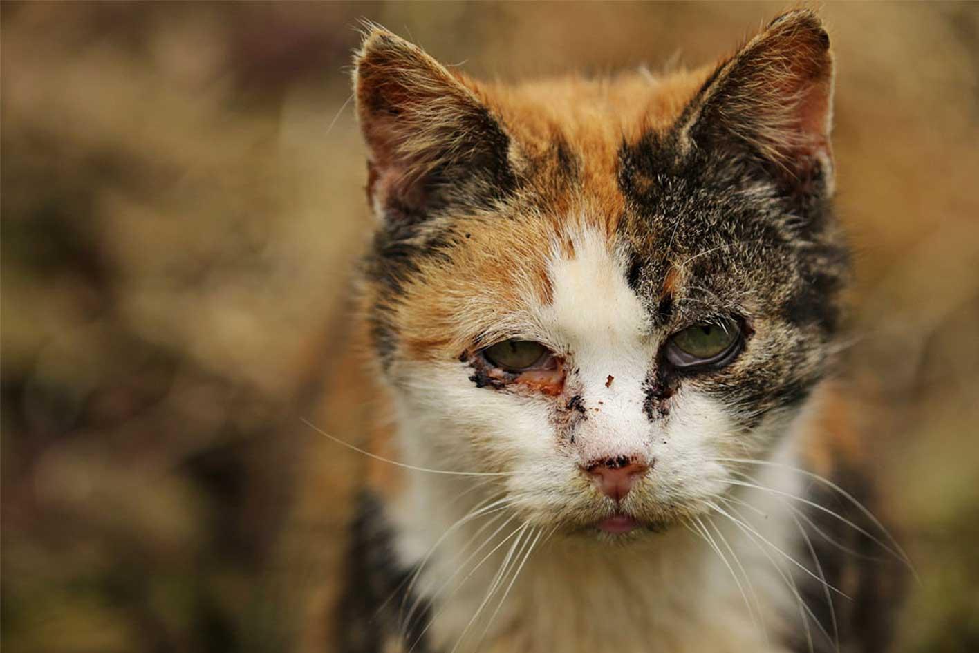 Katze mit Katzenschnupfen Symptome