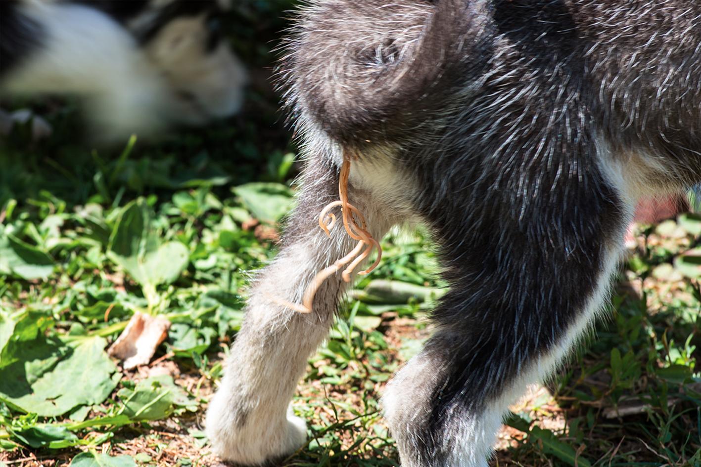 Hund der Würmer ausscheidet