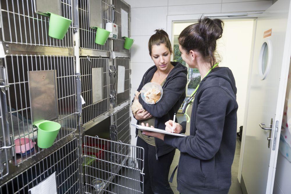 Katze mit Kragen, getragen von einer Tierarzthelferin