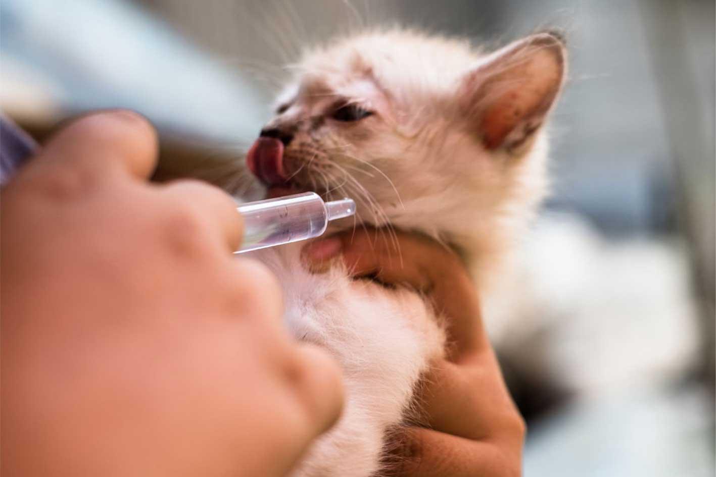 Kätzchen erhält eine Spritze