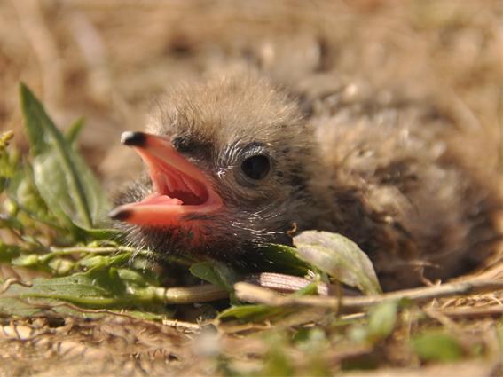 Ein Jungvogel sitzt am Boden mit offenem Schnabel