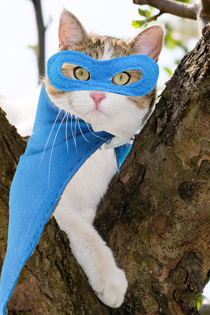 Der Kater Fiou sitzt auf dem Baum in seinem Supercat Kostüm mit blauer Filz Gesichtsmaske und blauem Filz Umhang
