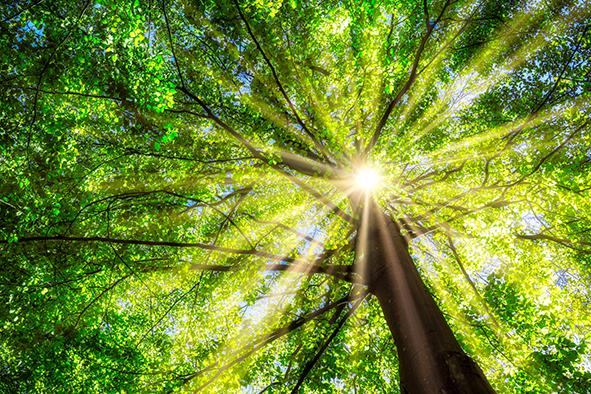 Baum Ansicht von unten, Sonne strahlt durch die Äste von dem Baum 