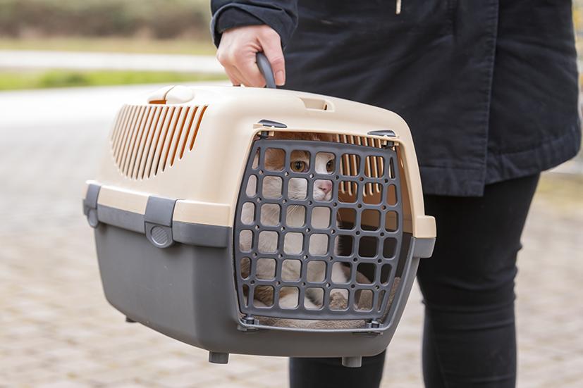 Kater Filou wird in der Transportbox zur Kleintierklinik S.AG gefahren