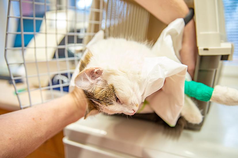 Betäubter Kater wird aus der Box gehievt 