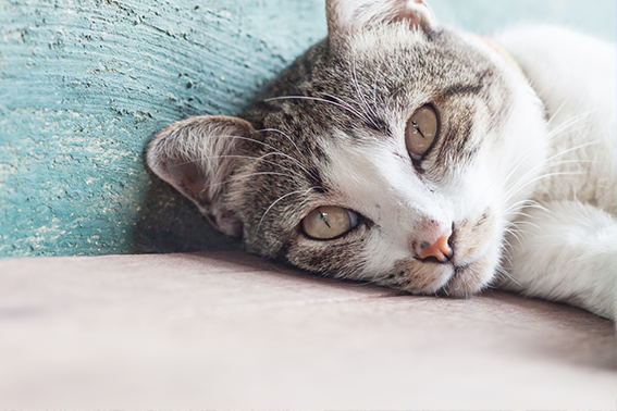 Ältere Katze liegt am Boden