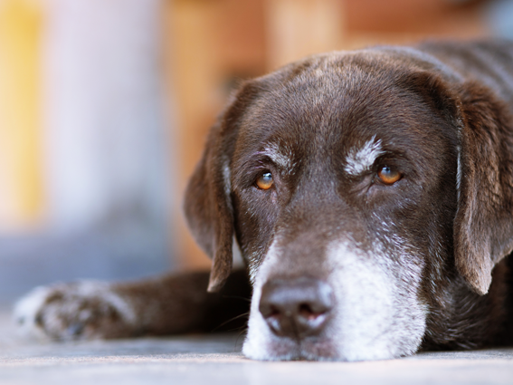 Älterer Hund mit grauer Schnauze liegt am Boden