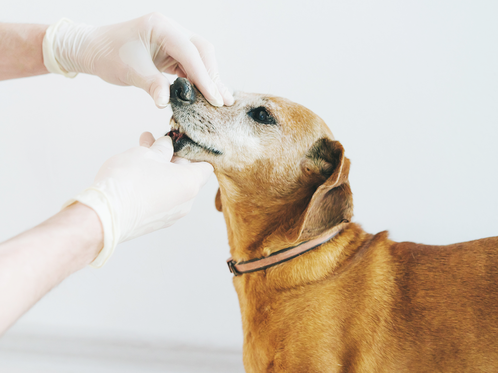 Tierarzt untersucht die Zähne von einem älteren Hund 