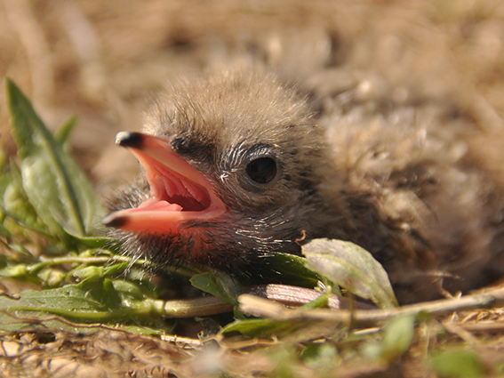 Jungvogel sitzt im Gras und ruft nach seinen Eltern