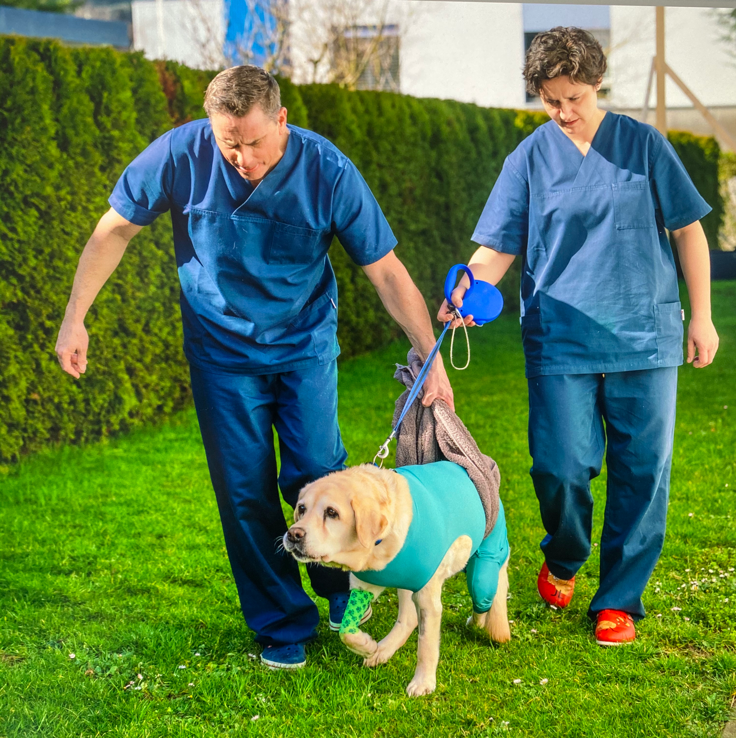 Labradorhündin wird nach der OP von den Chirurgen  bei ersten Schritten unterstützt