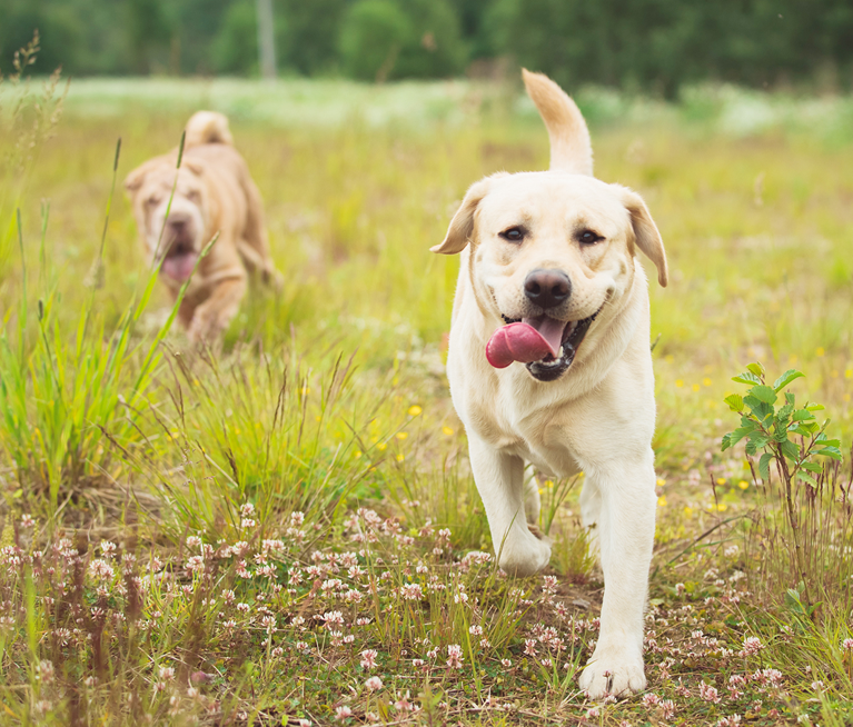 Labradorhündin rennt um die Wette mit ihrem Kumpel