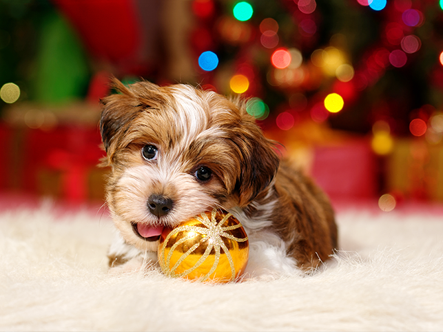 Hundebaby knabbert an Weihnachtsglaskugel