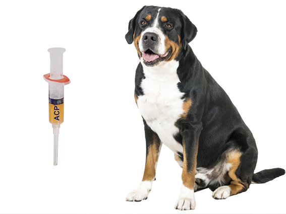Grosser Berner Sennenhund und eine Eigenblut Therapie Spritze