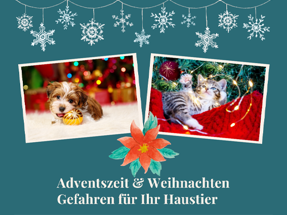 Hunde Welpe kaut an Christbaumkugen, Katzenbaby spielt mit Lichterkette