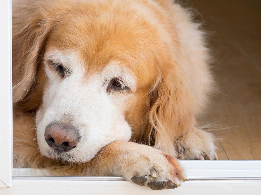 Älterer Hund liegt am Boden