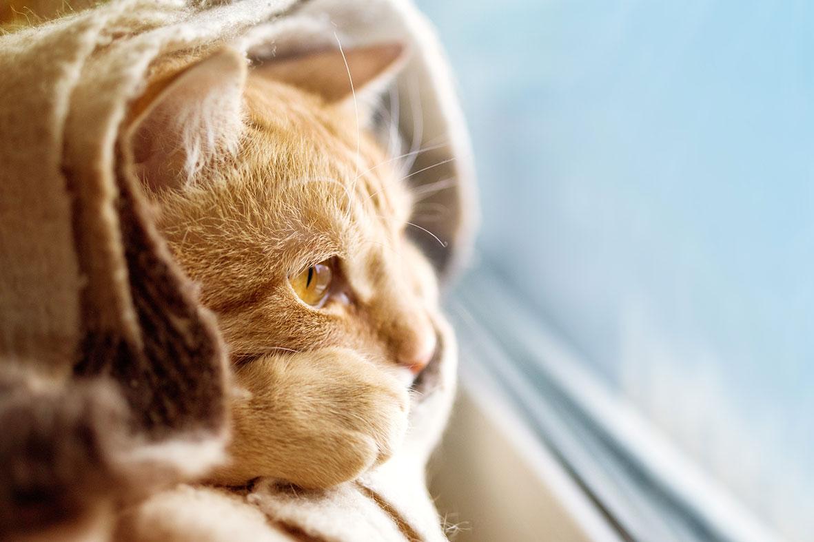 warm eingerollte Katze blickt interessiert aus dem Fenster