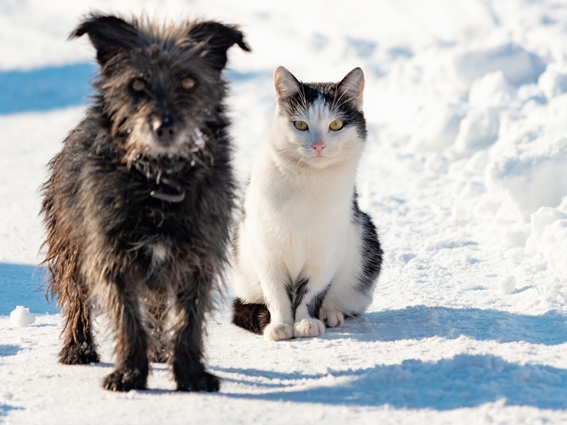 Hund und Katze sitzen im Schnee