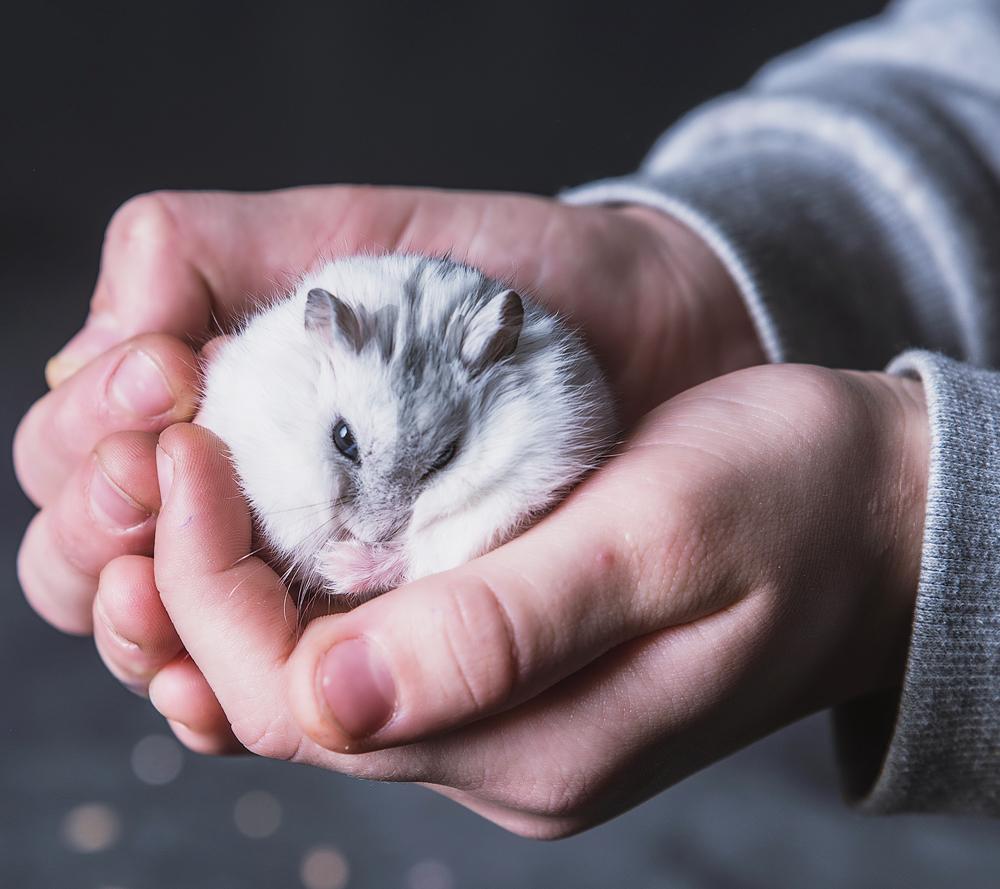 Eine Handvoll Hamster, Zwerghamster Dame Ygritte wird in die Klinik getragen