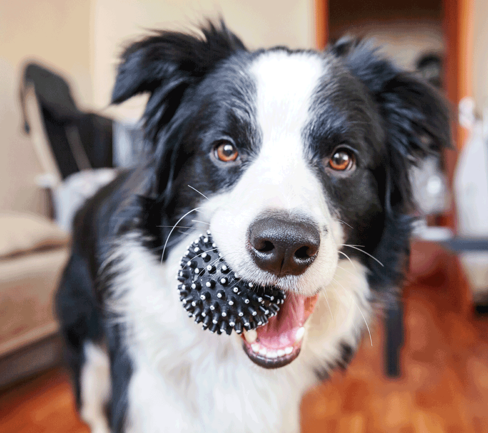 Border Collie Hündin mit Ball im Mund