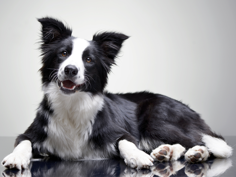 Boder Collie Hündin Frieda liegt am Boden und schaut interessiert in die Kamera