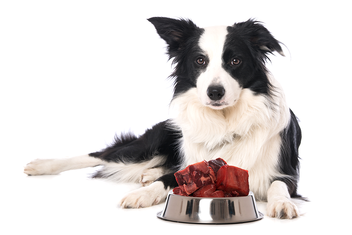 Schwarz weisser Border Collie liegt am Boden. Vor Ihr liegt ein randvoller Fressnapf