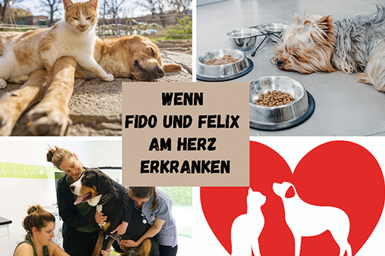 Fotocollage mit einem liegenden Hund und einer Katze die auf ihm liegt, Terrier liegt neben seinem Futternapf, Hund wird Blut abgenommen, Herz mit einer Katze und Hund Ausschnitt