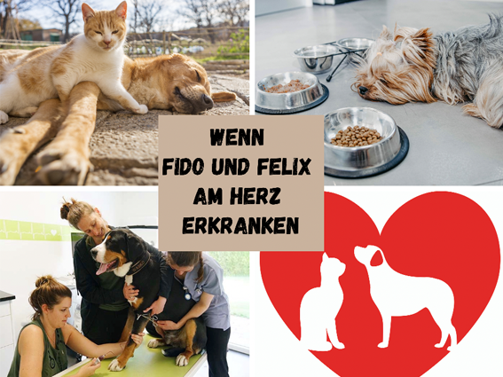 Herzerkrankungen bei Hund und Katze