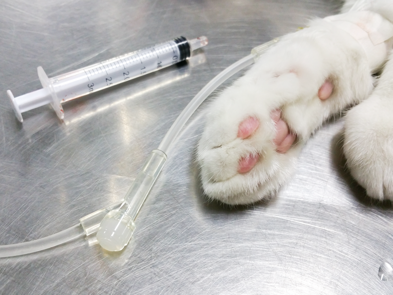 Eine Spritze und Infusionsschlauch die zu einer Katzen Pfote führt