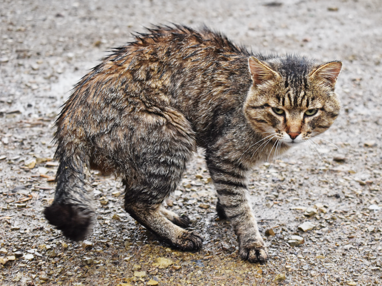 Kater Bruno hat sichtlich Schmerzen