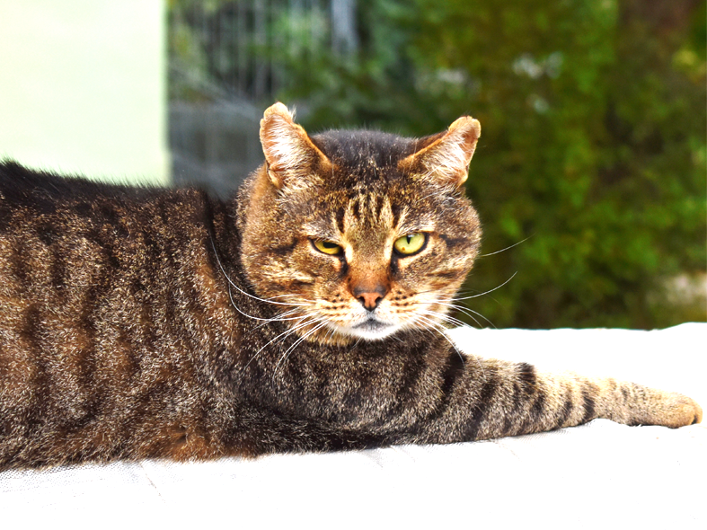 Kater Bruno liegt auf einer Decke und schaut interessiert in die Kamera