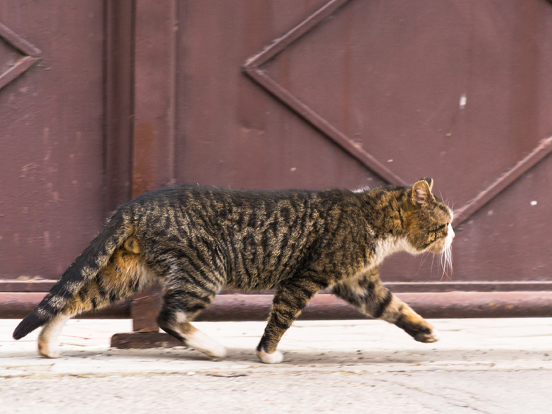 Kater Bruno streift durch sein Quartier