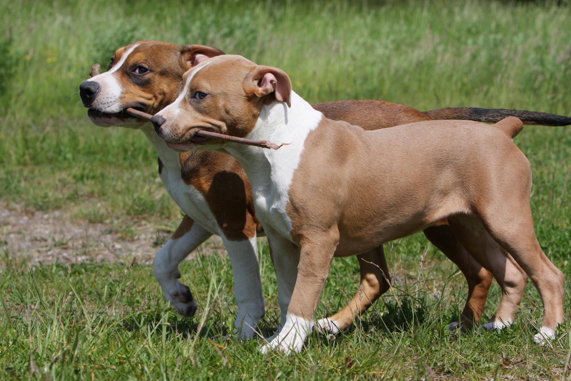 zwei Hunde laufen nebeneinander mit einem Ast in der Schnauze