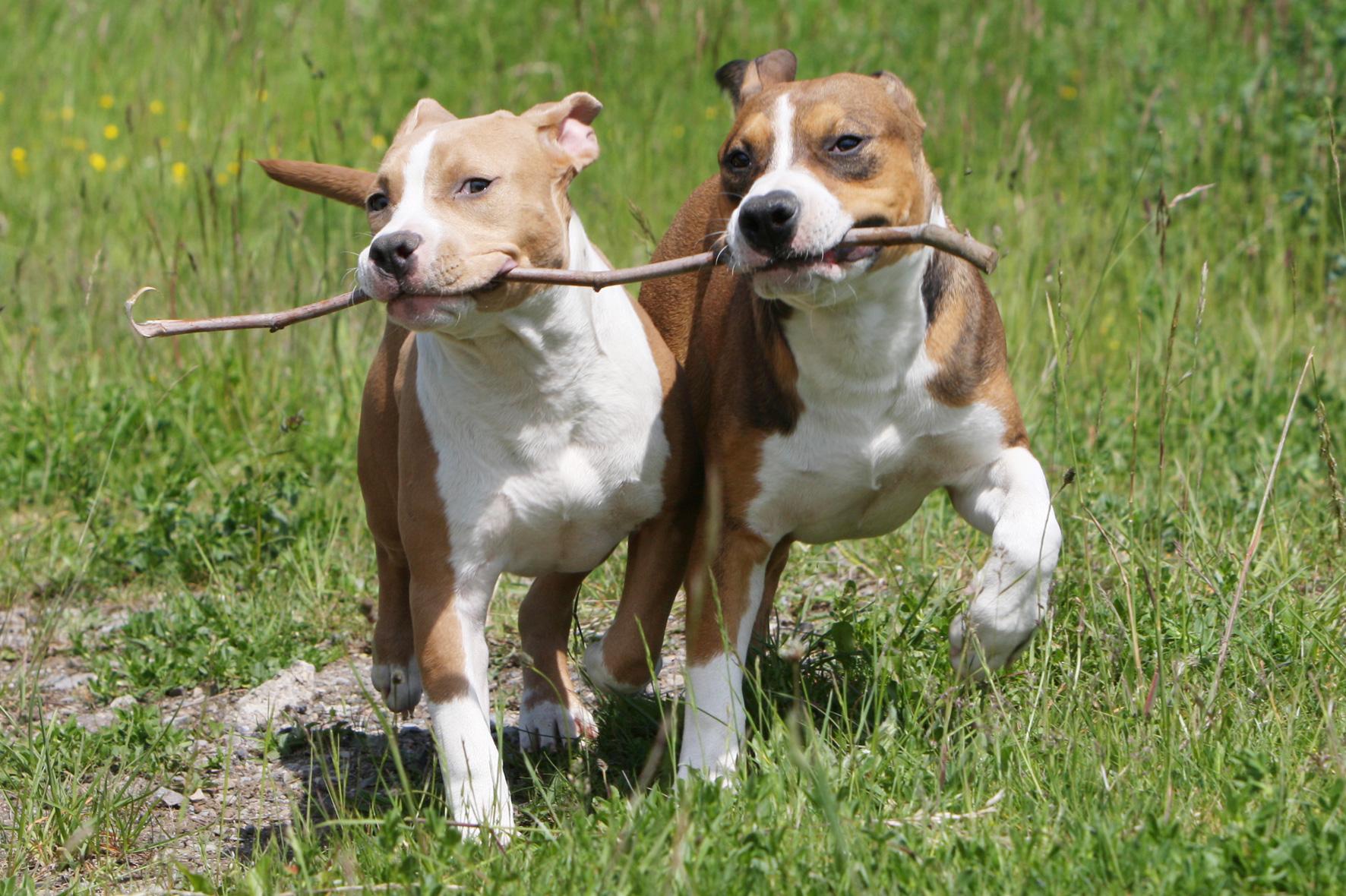 zwei Americal Staffordshire Terrier baldgen um einen Holzast