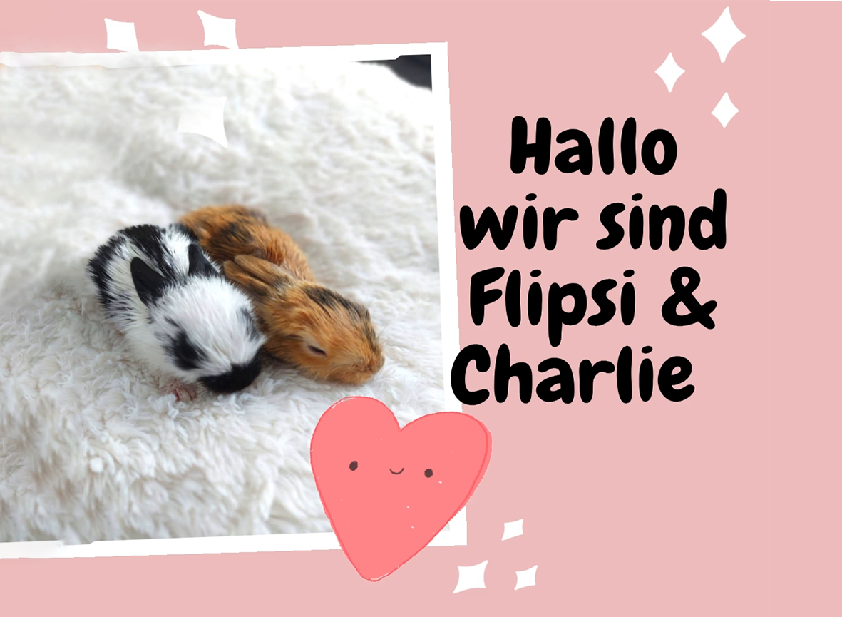 Flipsi und Charlie kurz nach der Geburt liegen auf ihrem kuschel Kissen