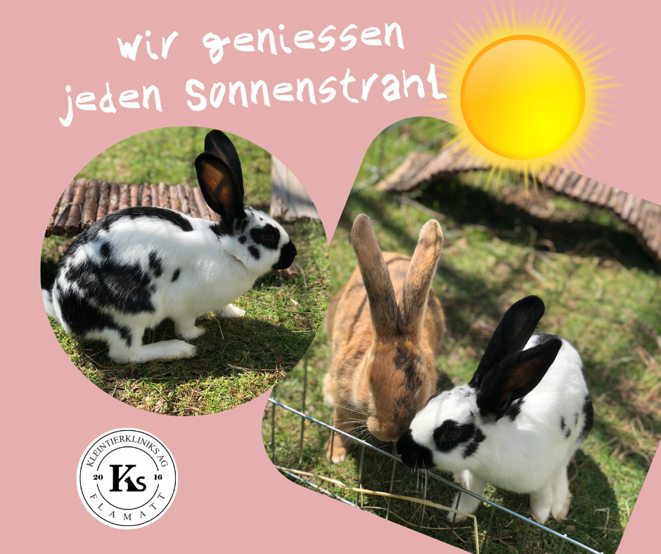 Flipsi und Charlie geniessen die Sonne im Garten