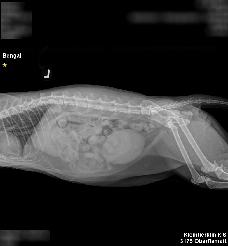 Röntgenbild von Simbas Abdomen