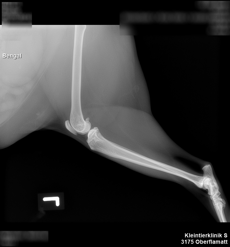 Röntgenbild von Simbas Bein