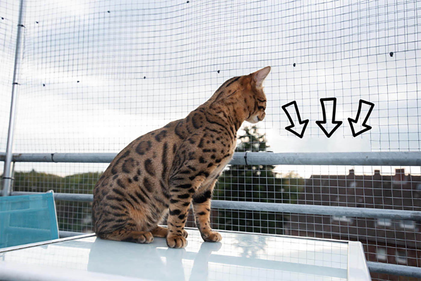 Bengal Katze sitzt auf Tisch auf dem Balkon und schaut nach Unten. Ein Riss im Katzennetz ist gut sichtbar.