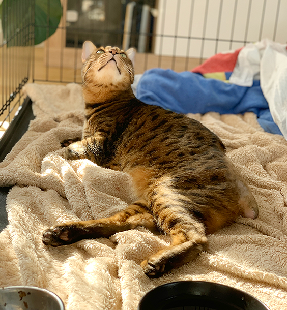 Bengal Kater Simba relaxt sichtlich  gut gelaunt in seinem kuschel Bett bei sich Zuhause