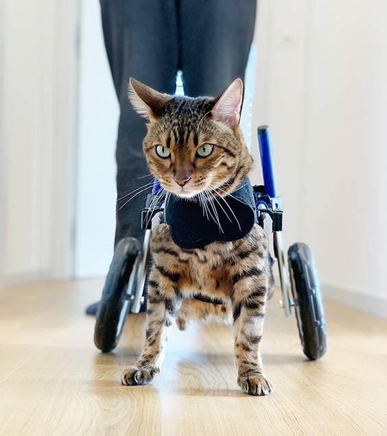 Bengal Kater unterwegs bei sich Zuhause im Rollstuhl.