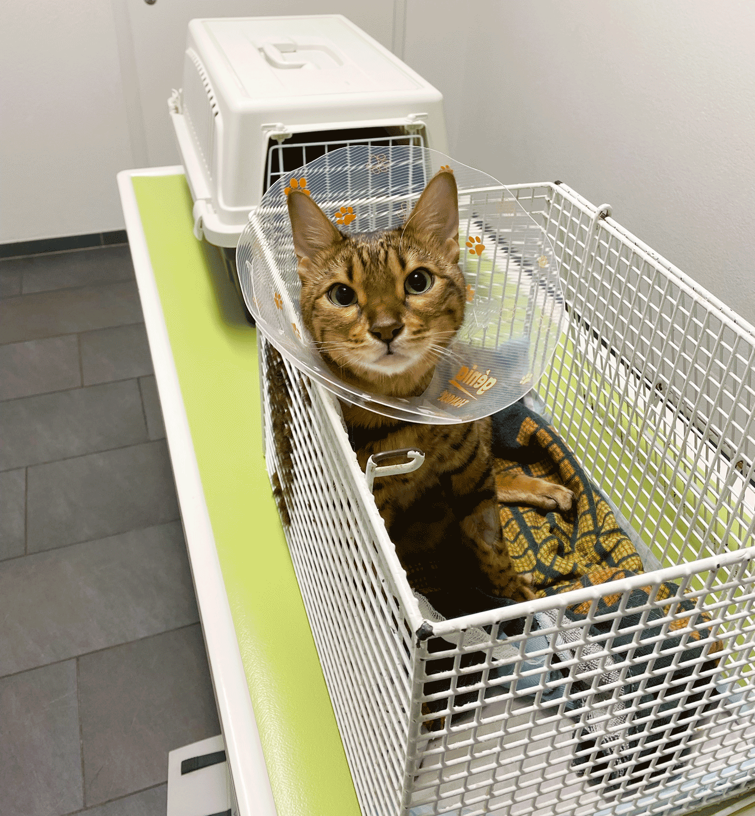 Bengal Kater Simba liegt nach der OP mit Halskrause in der Box und schaut in die Kamera