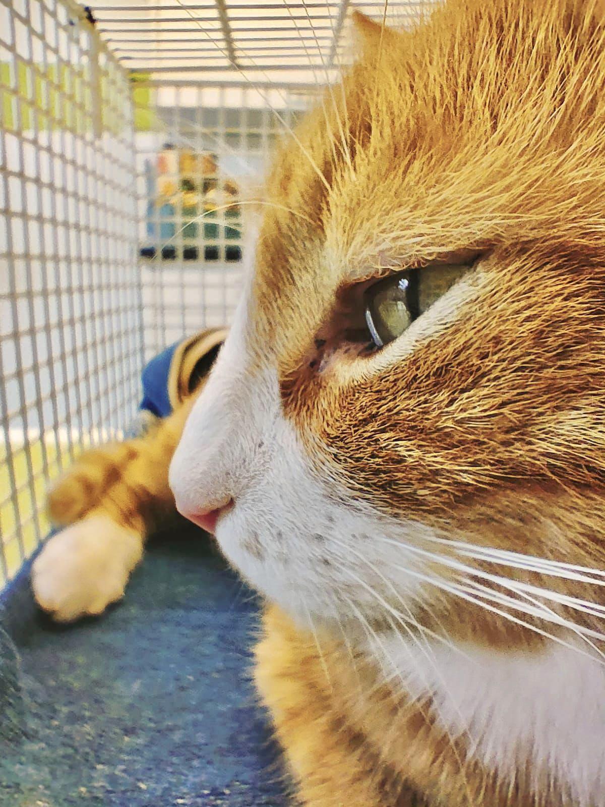 Rot weisser Kater in der Transportbox kurz vor der  OP 