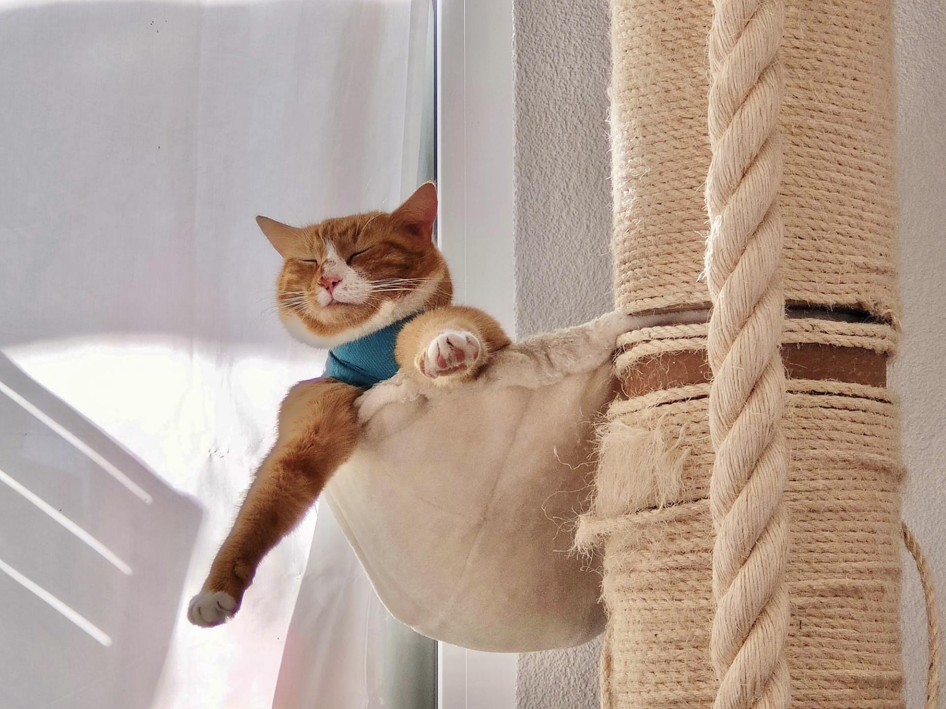Rot weisser Kater erholt sich nach der OP Zuhause auf seinem Katzenbaum